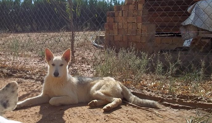 abril - TIVO, cruce de nordico, macho, edad: abril 2011. Sevilla (PE) Tivo7