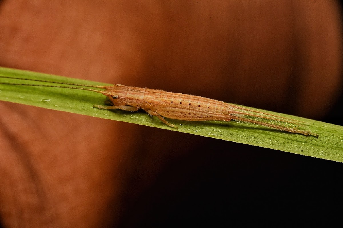 Katydid