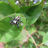 Jumping Spider