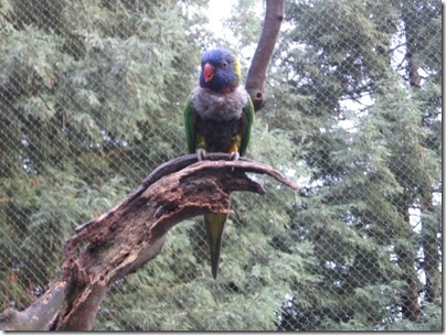 IMG_0529 Lorikeet at the Oregon Zoo in Portland, Oregon on November 10, 2009