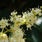 Broad-leaf privet