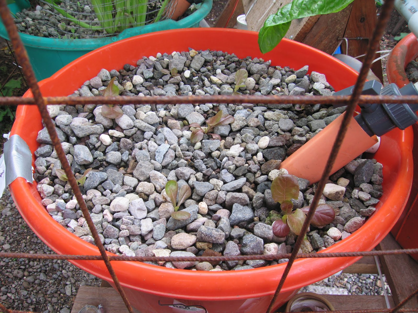 The Great Lettuce Experiment aquapanaponics