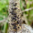 Warty Lichen