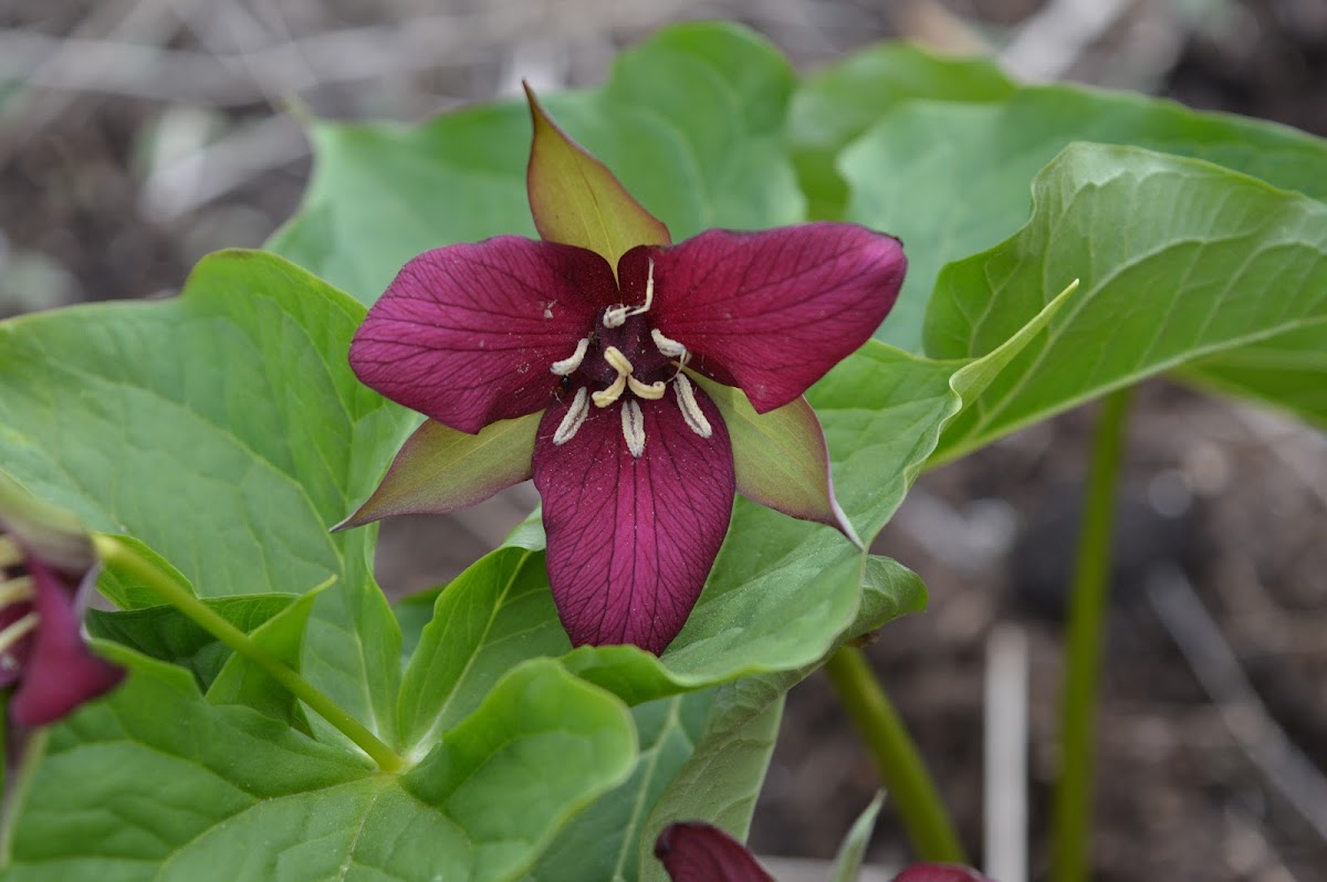 Red Trillium