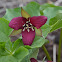 Red Trillium