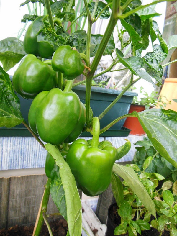 Growing Pepper Bells on my Balcony