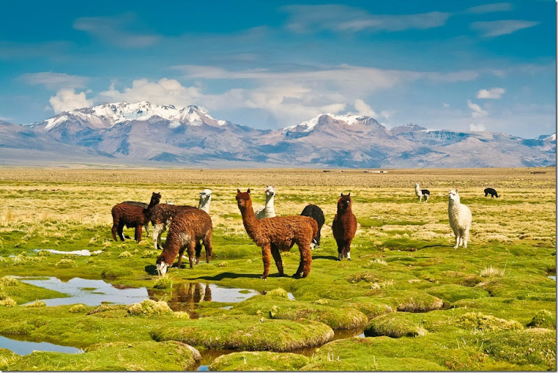 Bolivian-Altiplano
