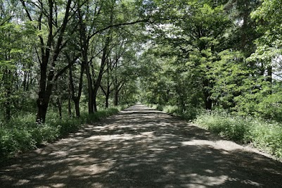 Laubwald in Georgien