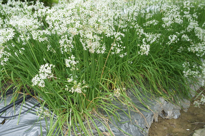 파일:external/upload.wikimedia.org/800px-Chinese_leek_Allium_tuberosum.jpg