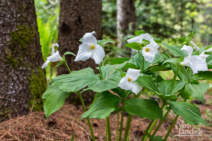 Trillium grandiflorum Trillium-grandiflorum-140522-131rm