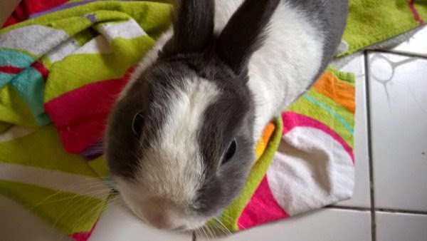 Ciccio, jeune lapin gris et blanc-[adopté] Ciccio2-eb700