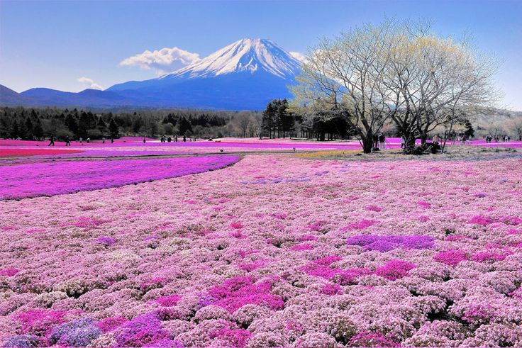 Flores rosas no Japão Lugar deslumbrante região de Fuji no Japão