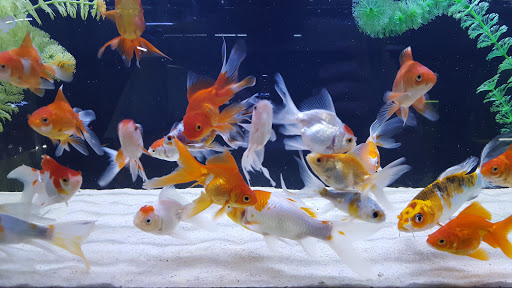 Pet Store «Total Aquariums», reviews and photos, 325 Sunrise Hwy, Lynbrook, NY 11563, USA