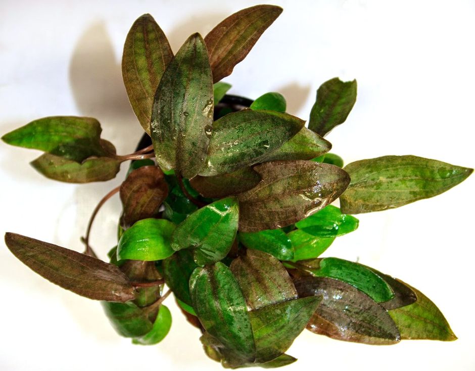 Криптокорина Вендта (Cryptocoryne wendtii)