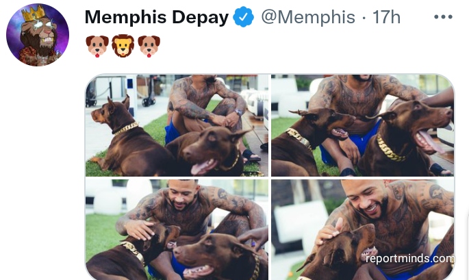 YFMGhana on Instagram: Memphis Depay has been strongly criticized by  animal protection associations, after having posted photos of him with a  liger, fruit of the crossing between a lion and a tiger.