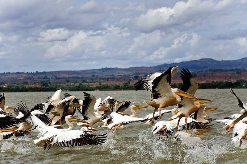 BAHIR DAR-LAGO TANA-IGLESIAS - ETIOPIA NORTE: ABISINIA. IGLESIAS RUPESTRES. NILO. CIUDADES IMPERIALES (1)