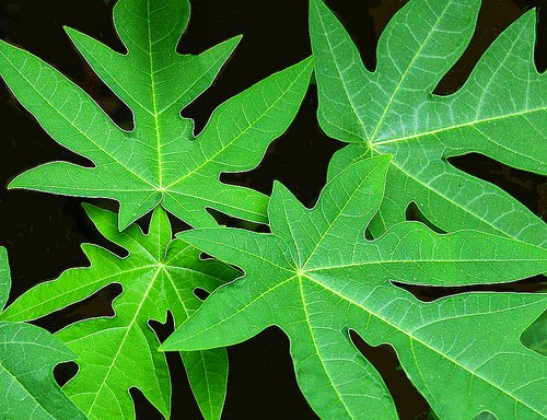 Lá đu đủ Hinh anh: La du du