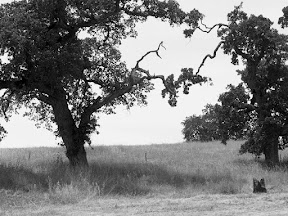 Arastradero Preserve