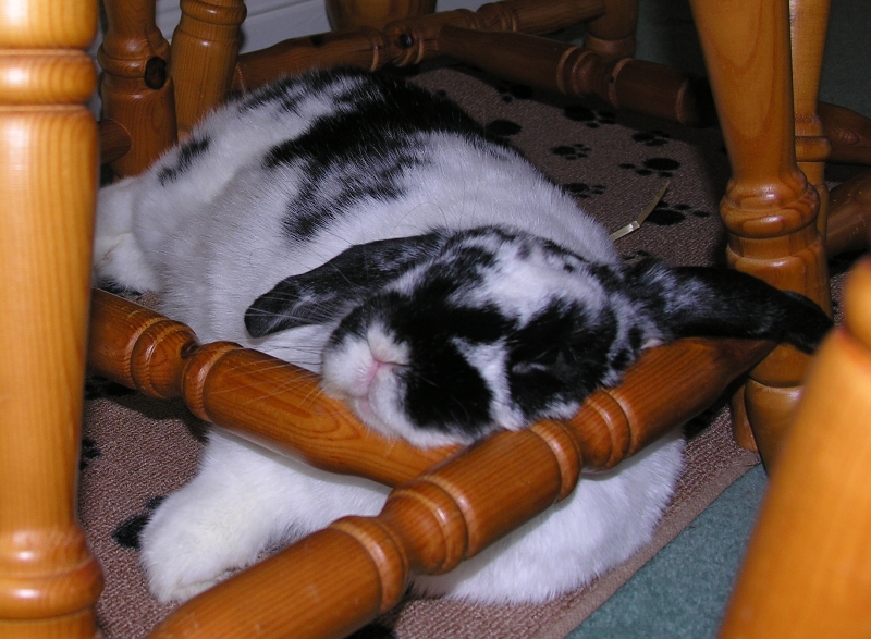 Herbie%252520asleep%252520under%252520chair.JPG