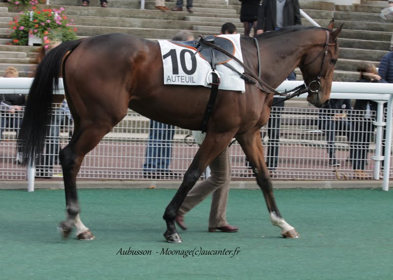 Photos Auteuil 11-10-2015 IMG_5401