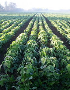 Legumes as Crops