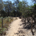 Fence along top of dunes (104920)