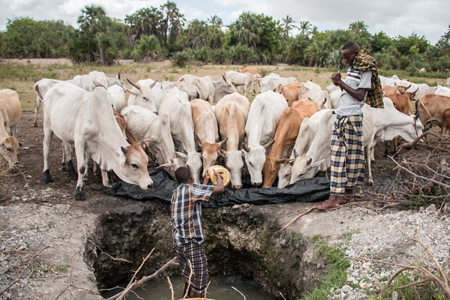 Cows drink in a dried lake near Kipini, Kenya. Photo: Nathan Siegel / Mongabay