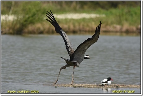 Slimbridge WWT - May