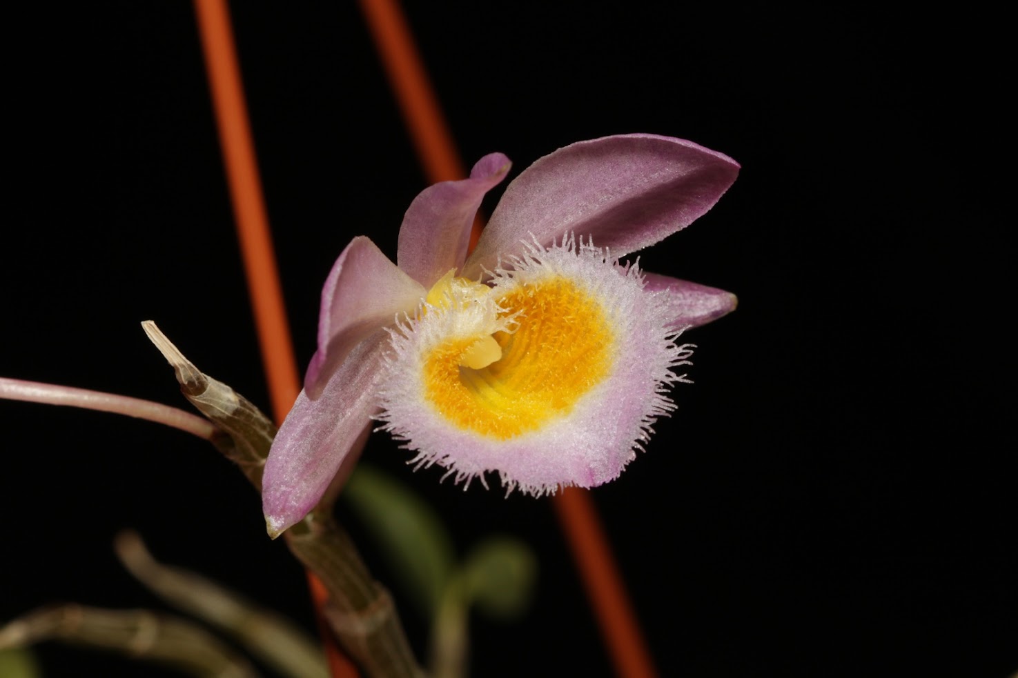 Dendrobium loddigesii IMG_5994