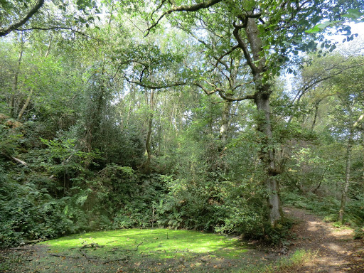 CIMG4676 Pond in Costell's Wood