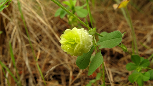 Trifolium