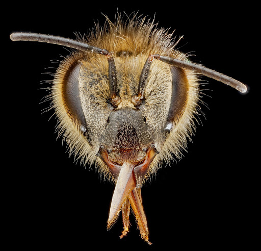 3-honeybee-head-1600.jpg