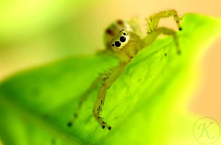 Spider on leaf.