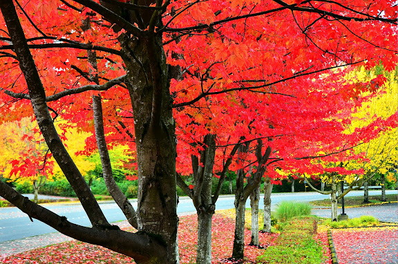 Fall colors on  NE 87th St and 148th Ave NE, Redmond, WA