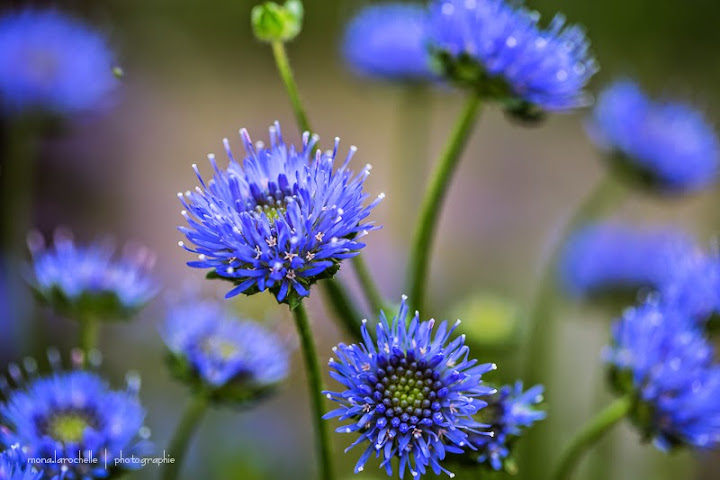 Jasione alpestris Jasione-alpestris-130701-39rm