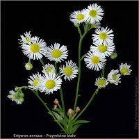 Erigeron annuus inflorescence - Przymiotno białe kwiatostan