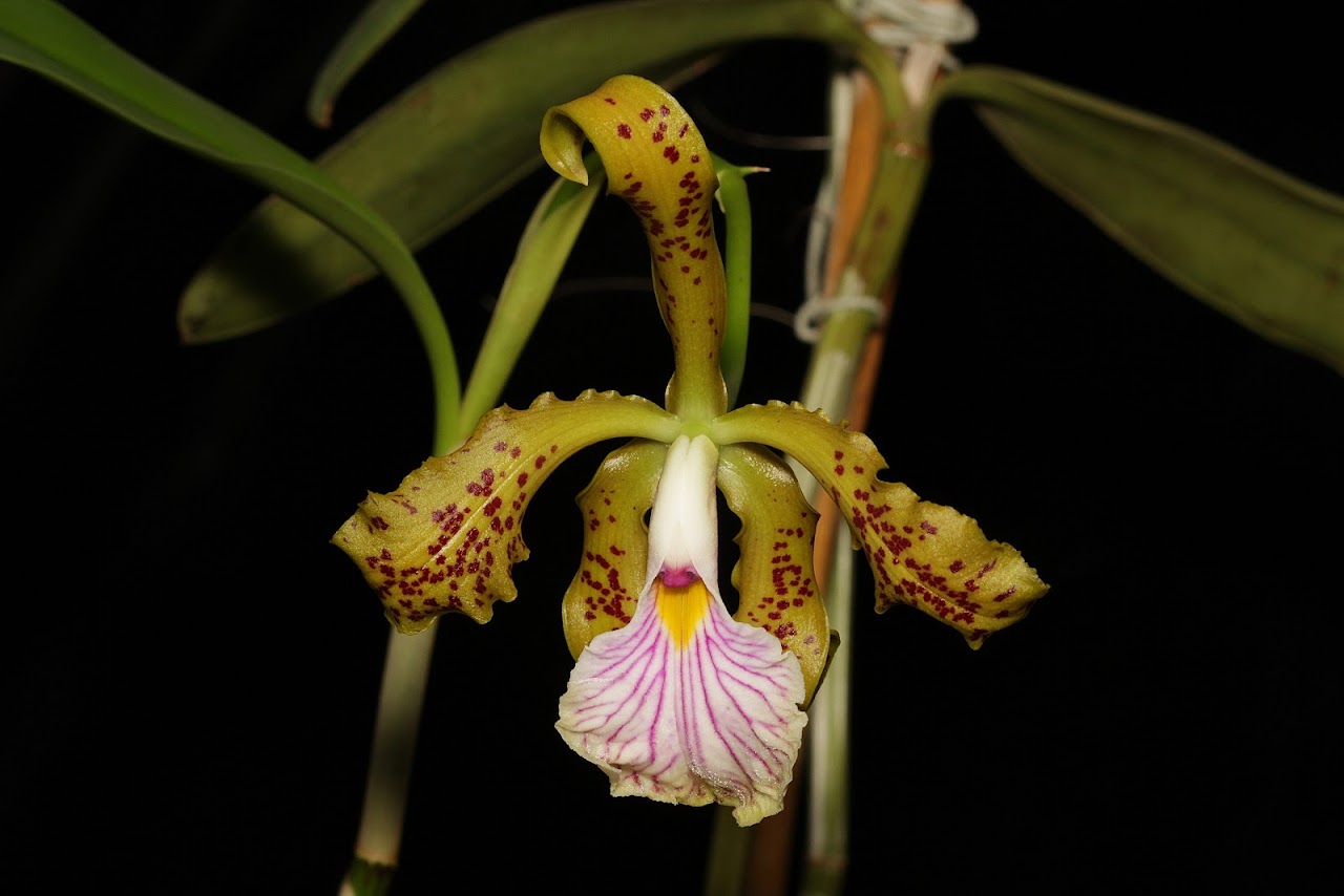 Cattleya velutina IMG_8175_v1