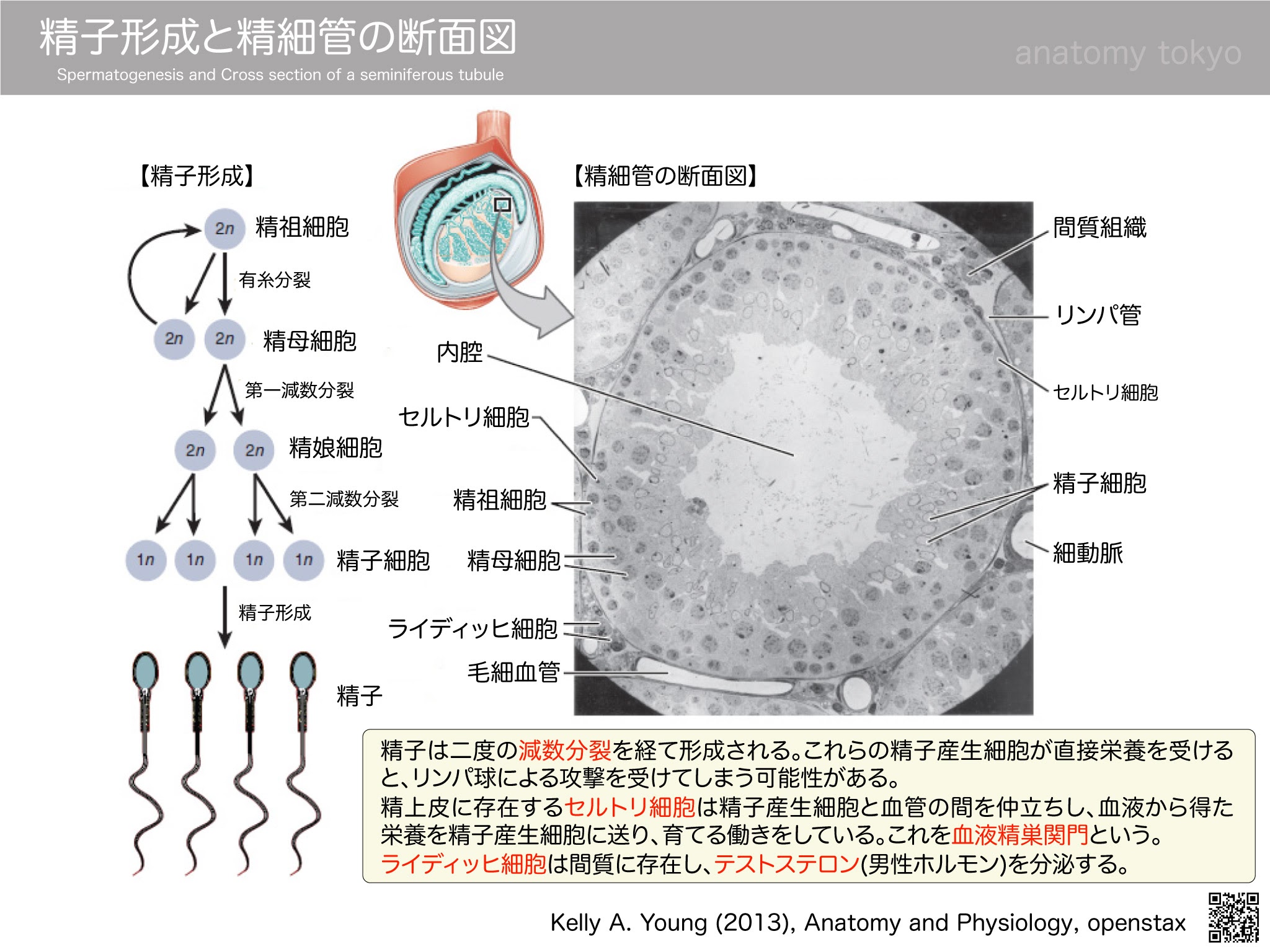 精子形成と精細管の断面図 セルトリ細胞による血液精巣関門 徹底的解剖学