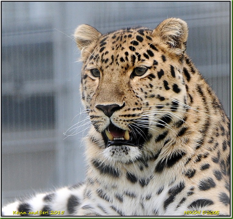 Yorkshire Wildlife Park - August