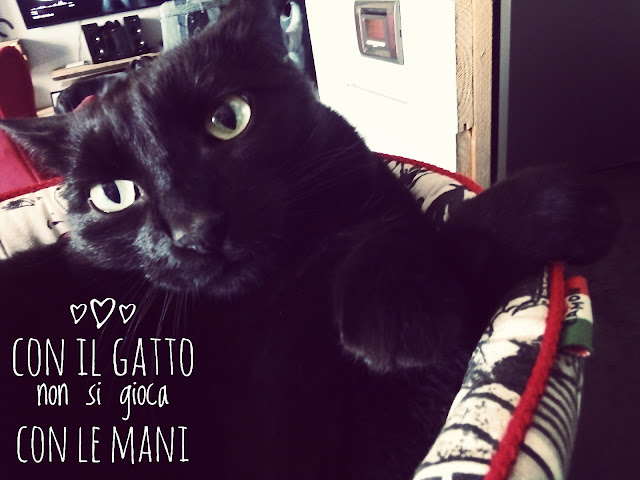 Design4Pet_Con il gatto non si gioca con le mani