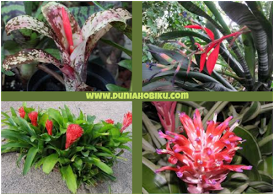 Gambar Bromelia Biilbergia