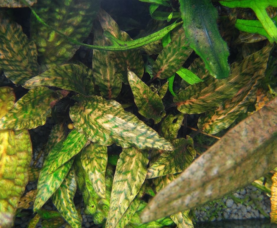 Криптокорина Нура (Cryptocoryne nurii)