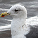 Lesser Black-backed Gull