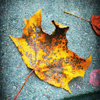 Lovely yellow. 20120925-01-leaf.jpg