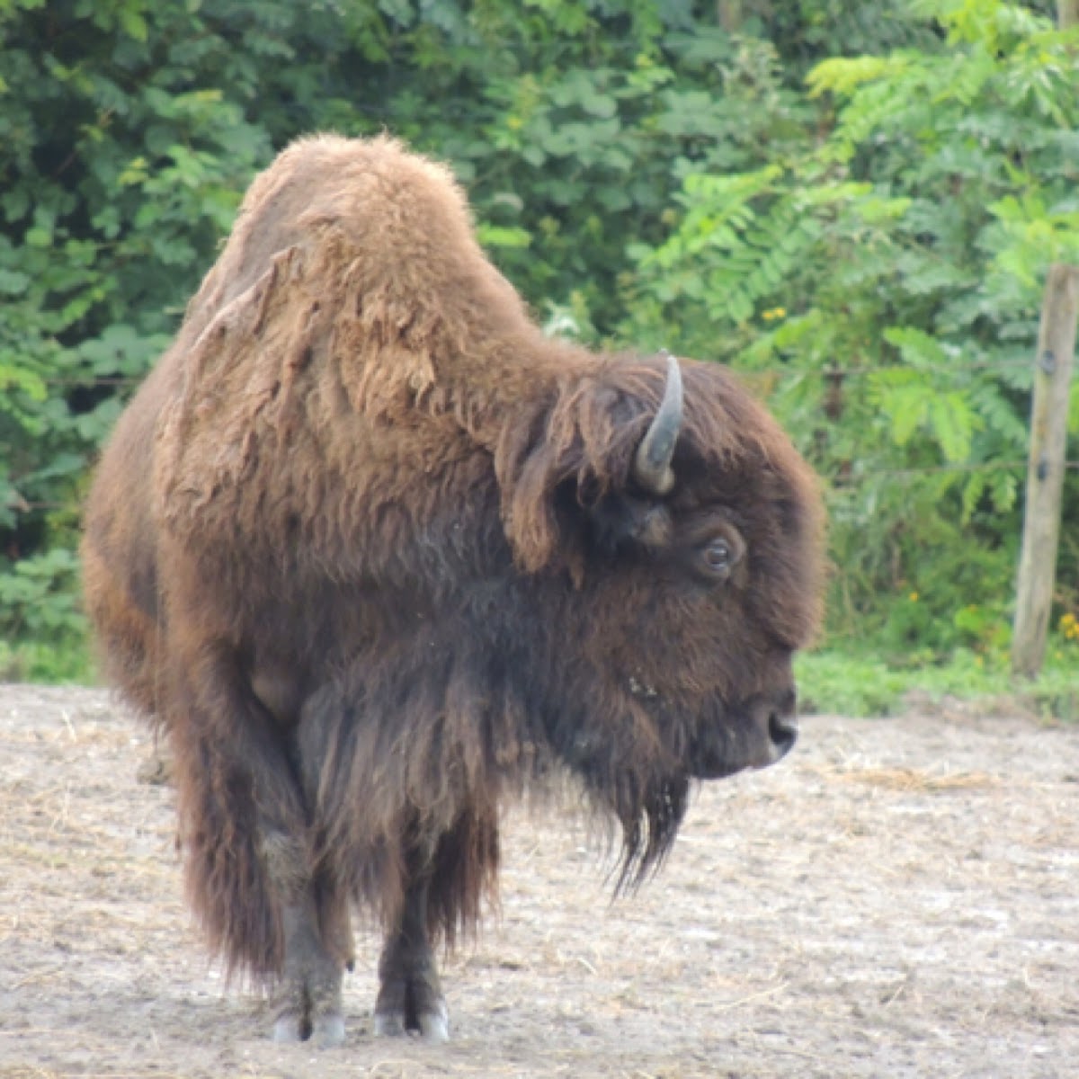 Bison/buffalow
