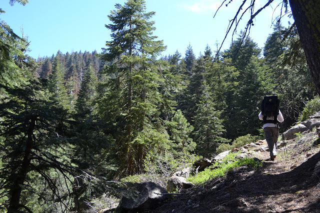 hiking up among the trees