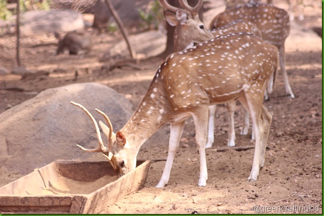 Deer feeding