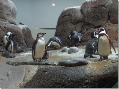 IMG_0502 Humboldt Penguins at the Oregon Zoo in Portland, Oregon on November 10, 2009