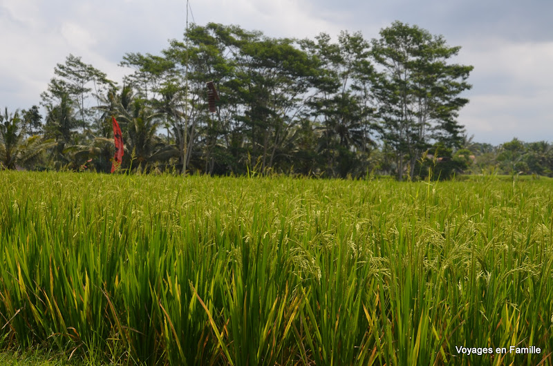 Campuhan ridge - rice fields