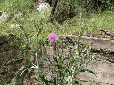 thistle growing up in the corner of the old cabin location